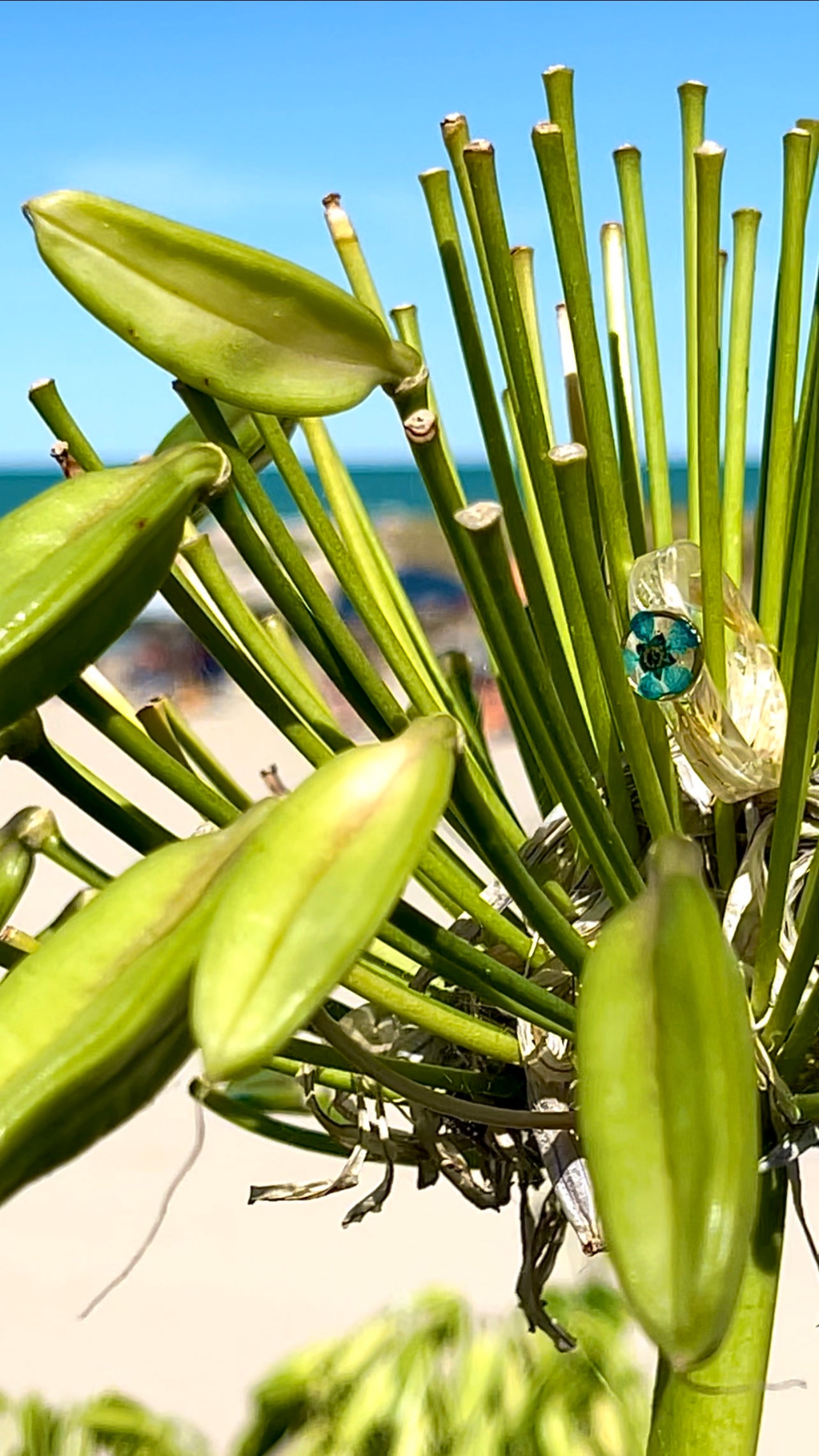 ππ°πππ¨π΅π°π¨ ππ°πΆπΉπ°π»π¨ πΎπΌ