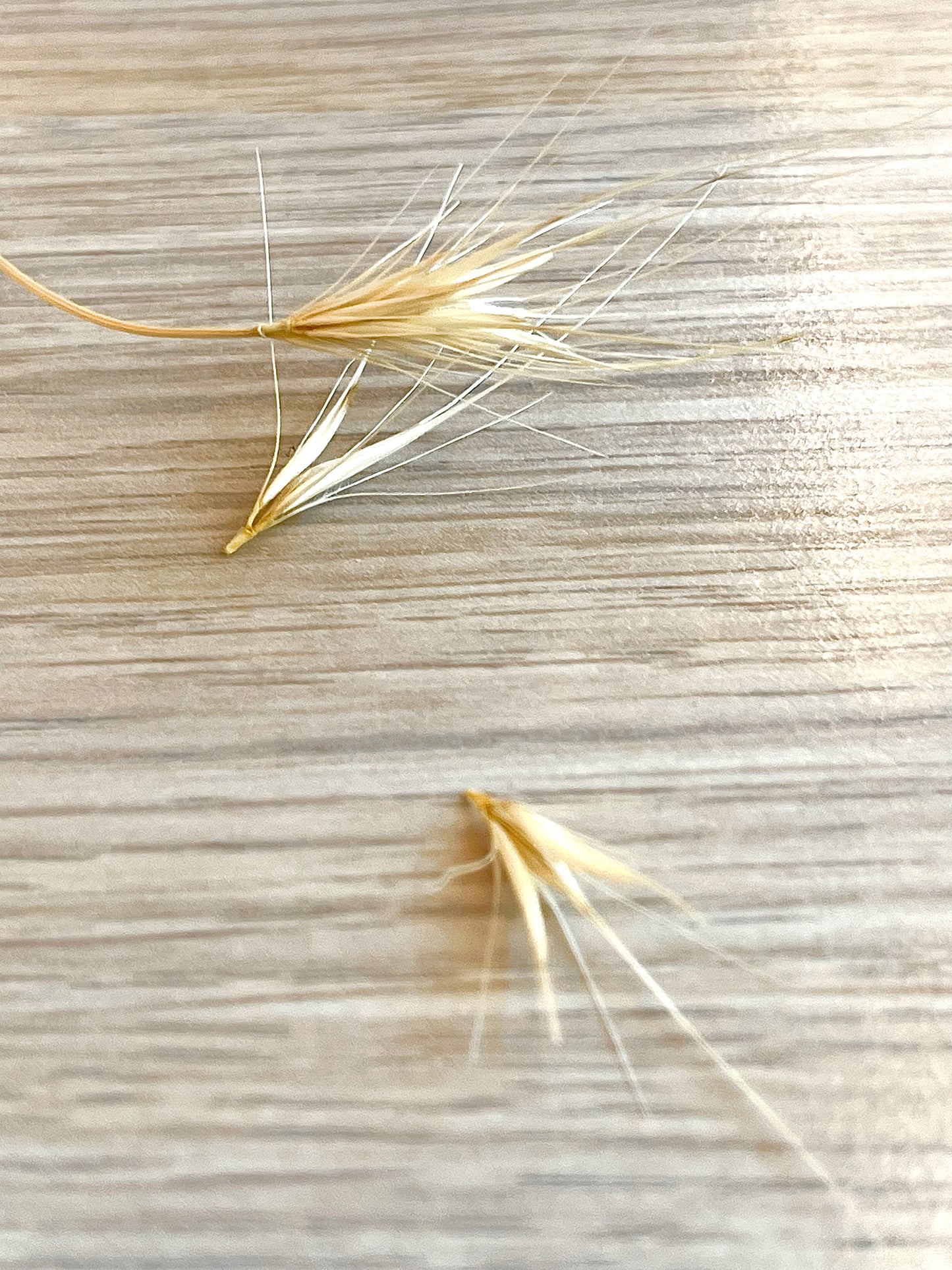 ππ°πππ¨π΅π°π¨ ππ°πΆπΉπ°π»π¨ πΎπΌ