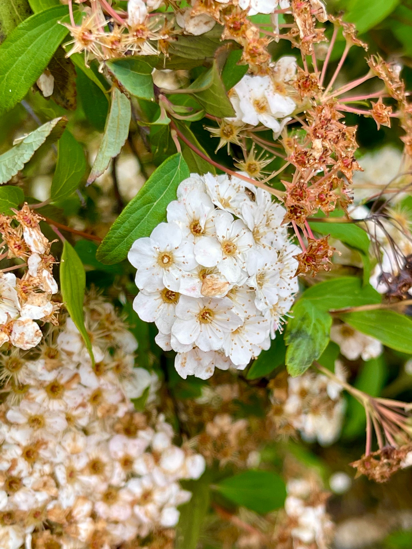 ๐ผ "๐๐๐๐๐๐ ๐๐ ๐ถ๐๐๐ก๐๐" ๐ผ