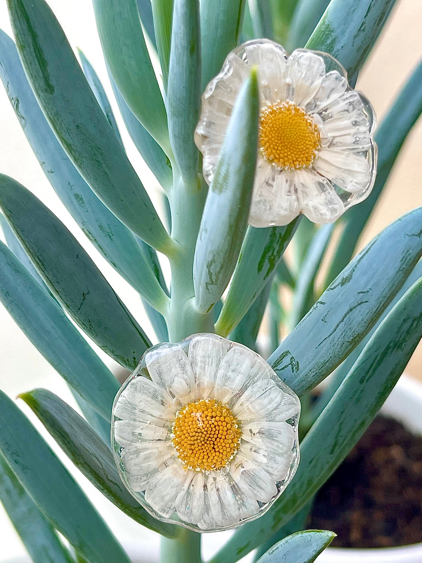 ππriamoππππ riamo πβ π